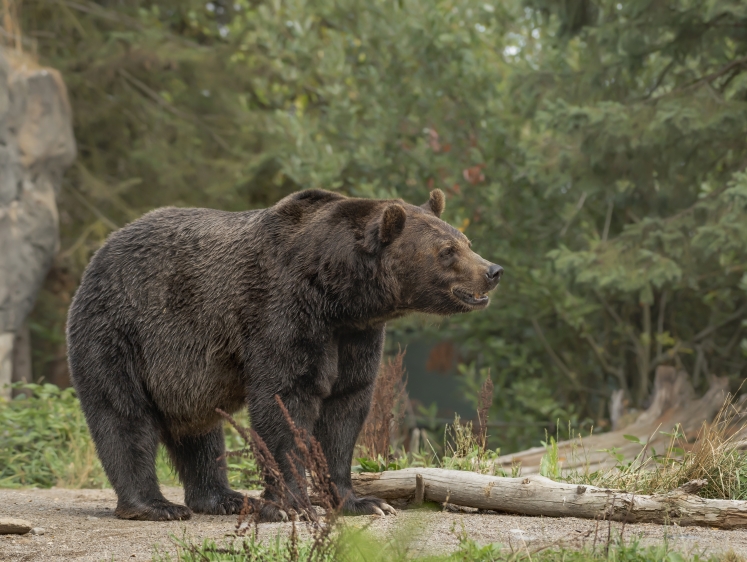 Изображение Агрессивные медведи едва не сорвали День России на Сахалине