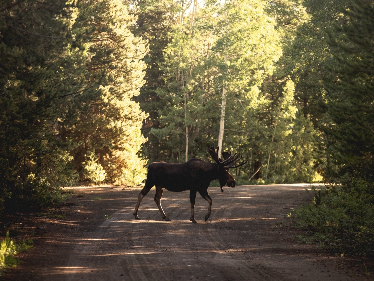 Изображение Лобовая атака: пенсионерка погибла в ДТП после столкновения с лосем
