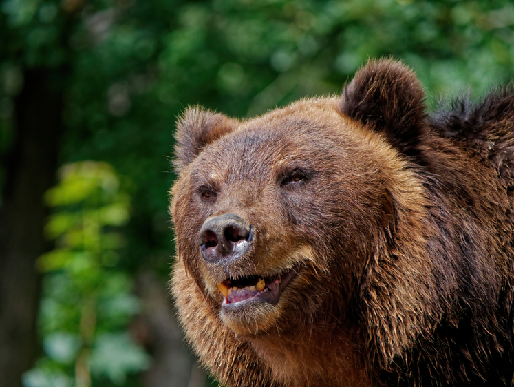 Названы причины роста популяции медведя в России
