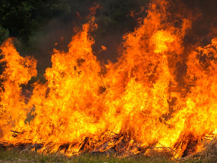 Изображение  Горим! Прямо сейчас в Башкортостане заживо сгорают звери и птицы