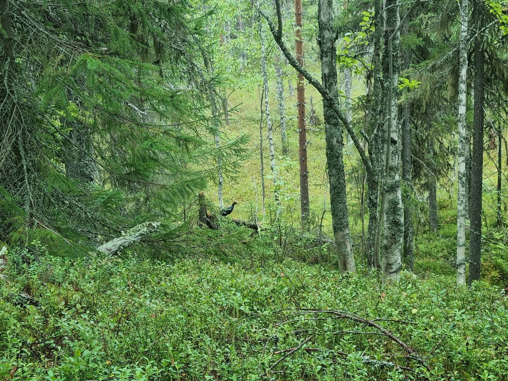 Изображение Карелия. 2022 год. Ожидание дичи с ружейной охоты перешла в фотоохоту. Автор: Александр Э.