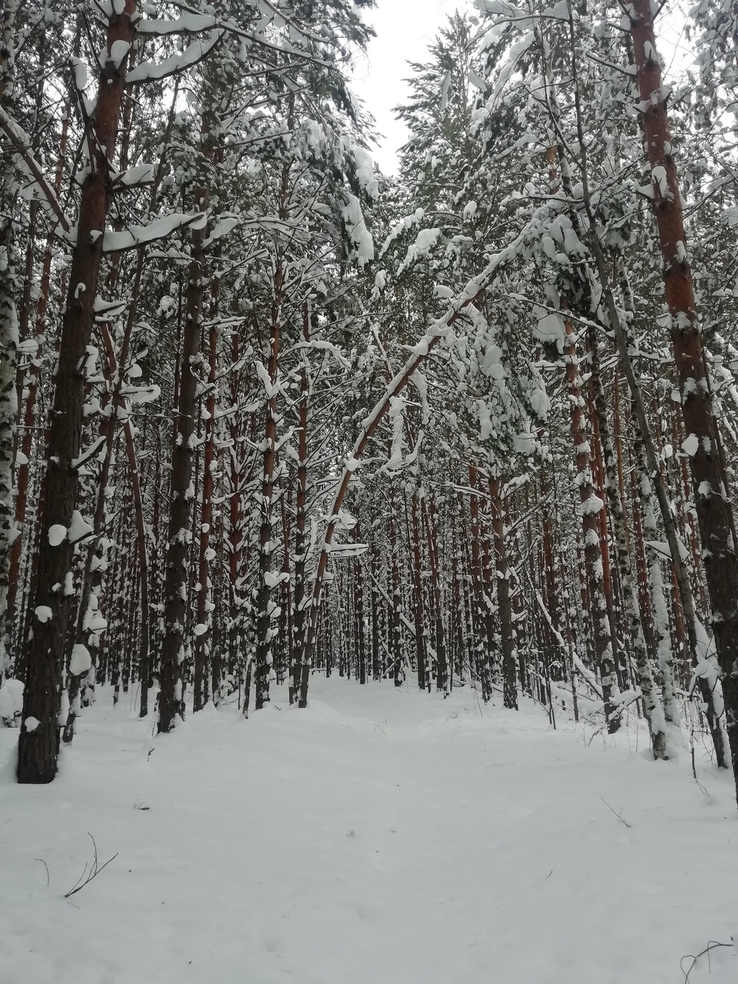 Изображение Север Омской области. Зима
