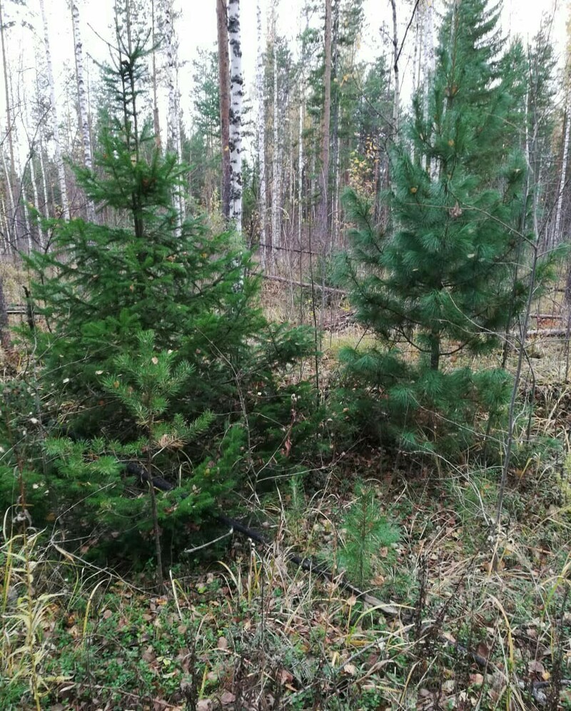 Изображение Север Омской области. Осень