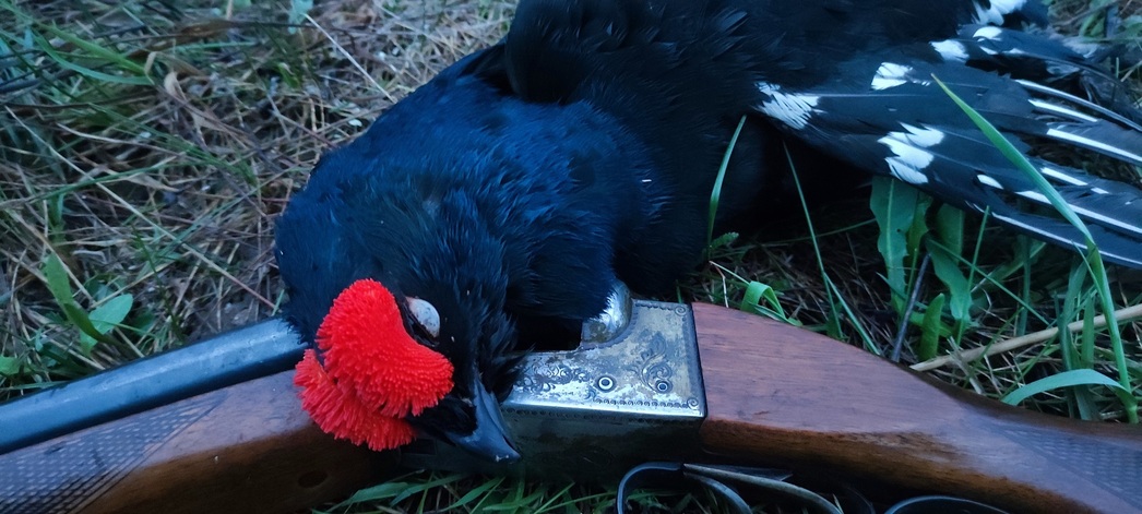 Изображение Весенняя охота одна из самых захватывающих