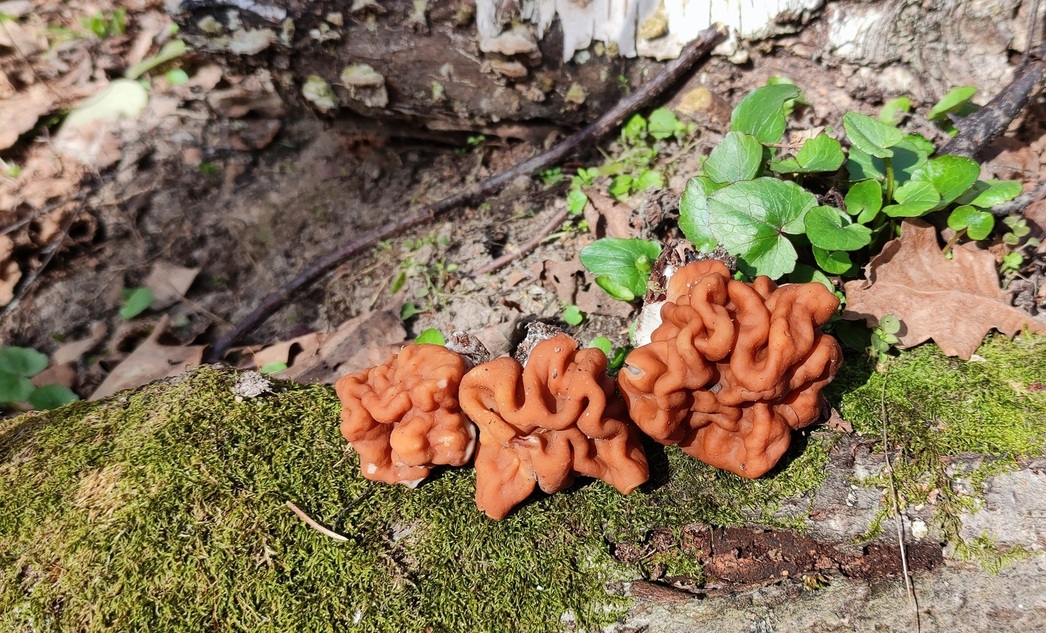 Изображение Весенняя охота одна из самых захватывающих. Всё природа просыпается от зимней спячки. Всё вокруг оживает