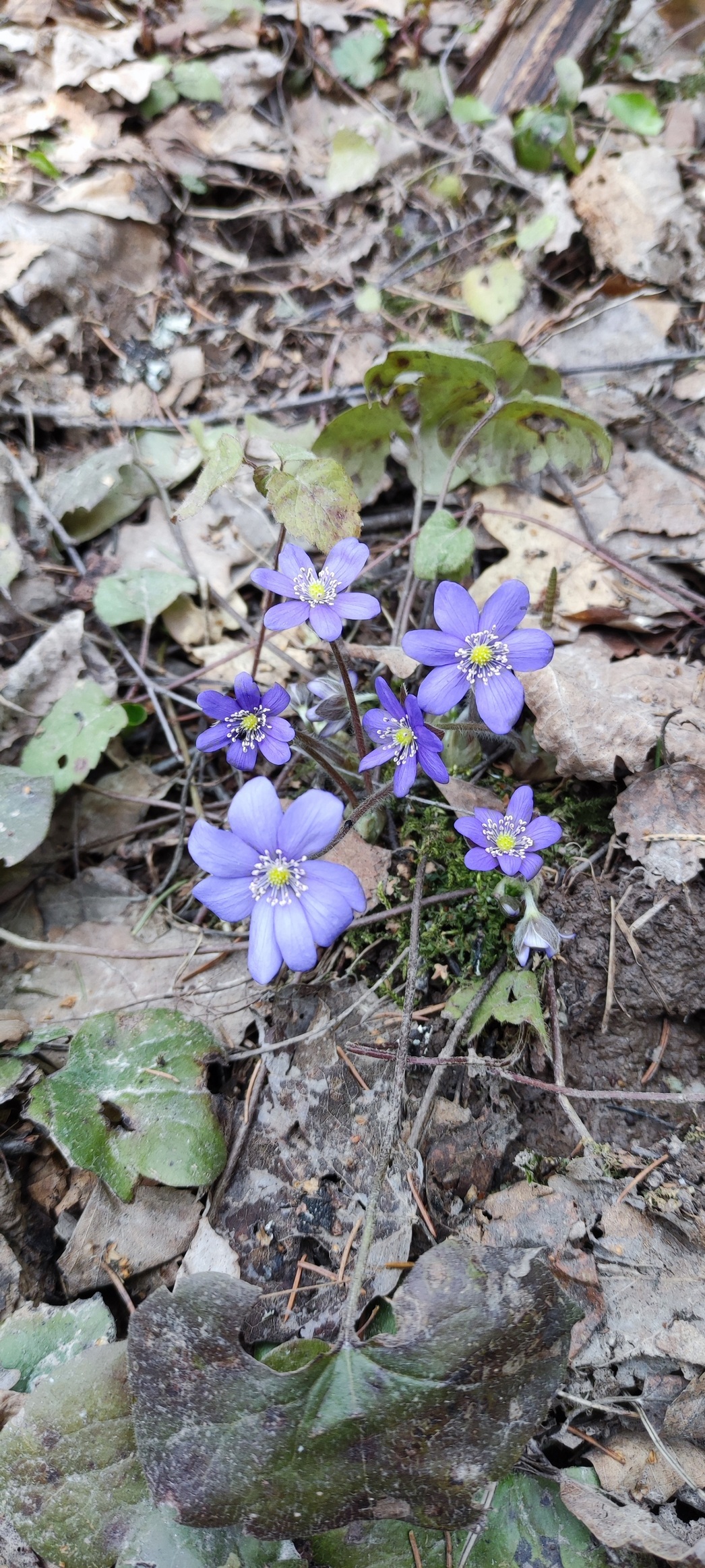 Изображение Весенняя охота одна из самых захватывающих. Всё природа просыпается от зимней спячки. Всё вокруг оживает