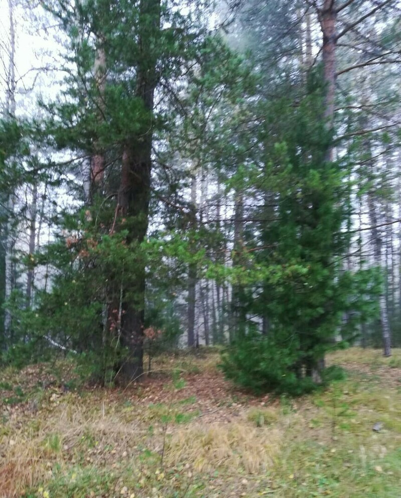 Изображение Север Омской области. Осень