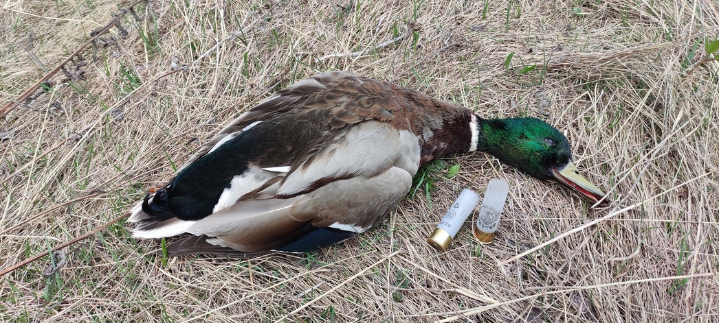 Изображение Весенняя охота одна из самых захватывающих