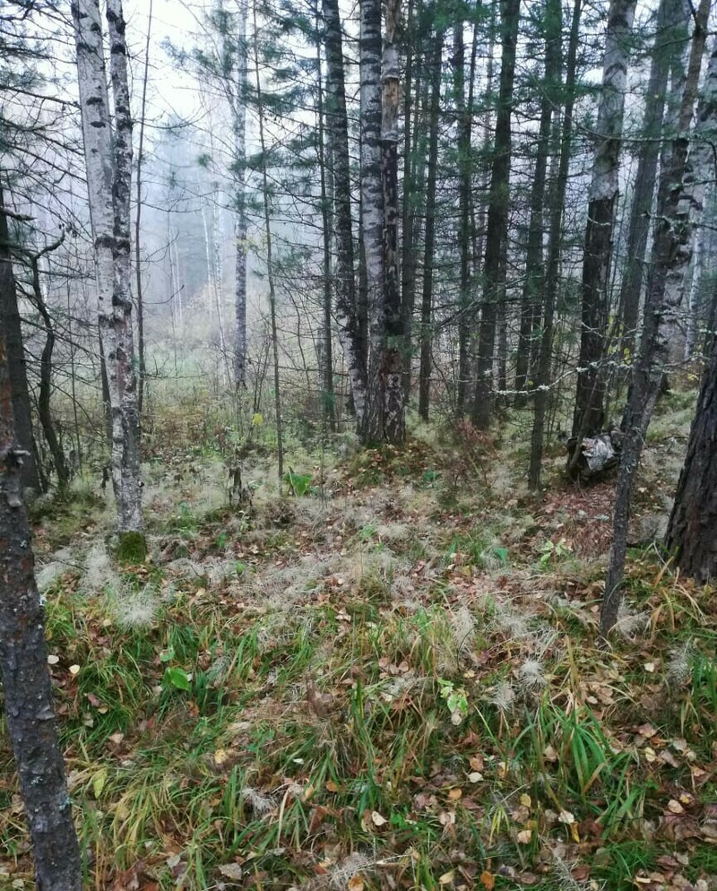 Изображение Север Омской области. Осень