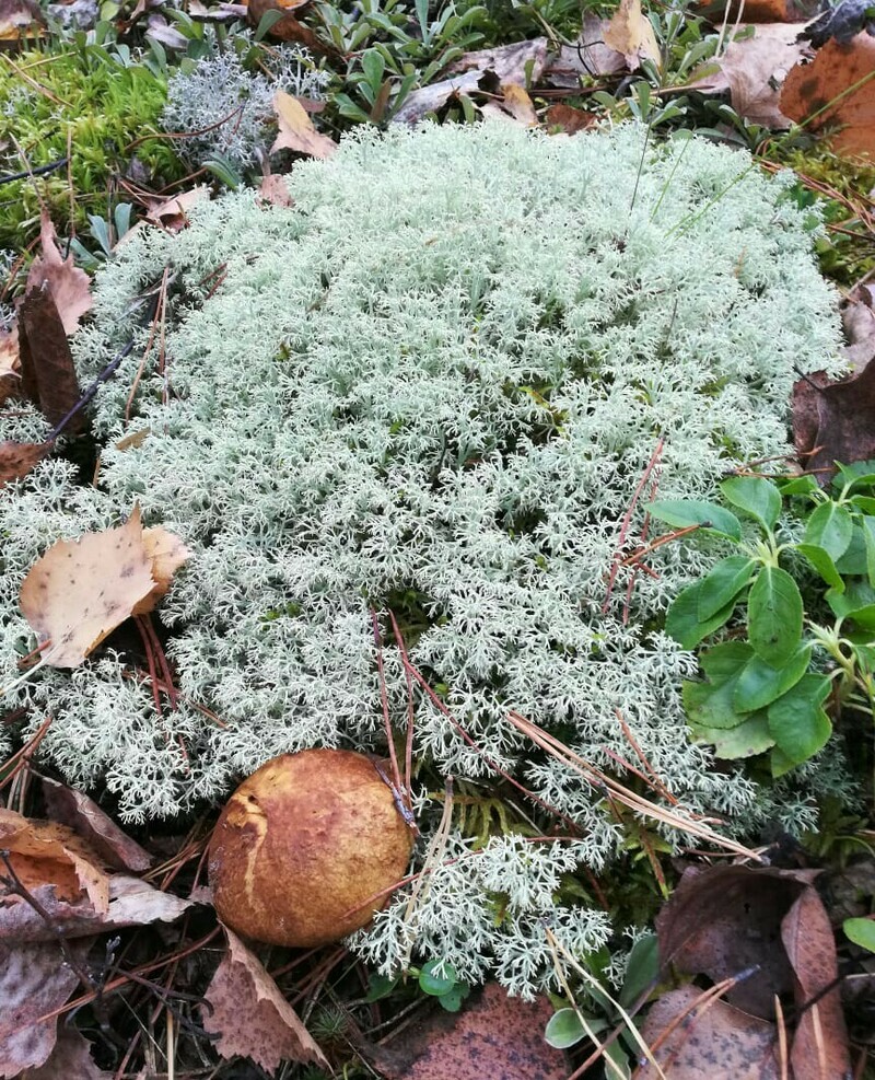 Изображение Север Омской области. Осень