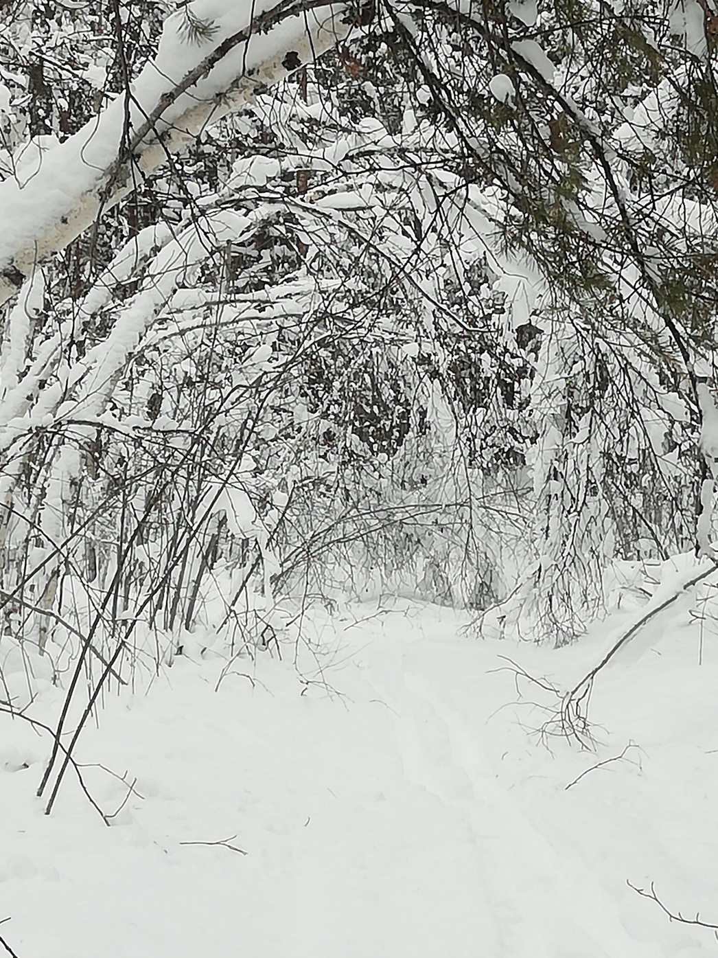Изображение Север Омской области. Зима
