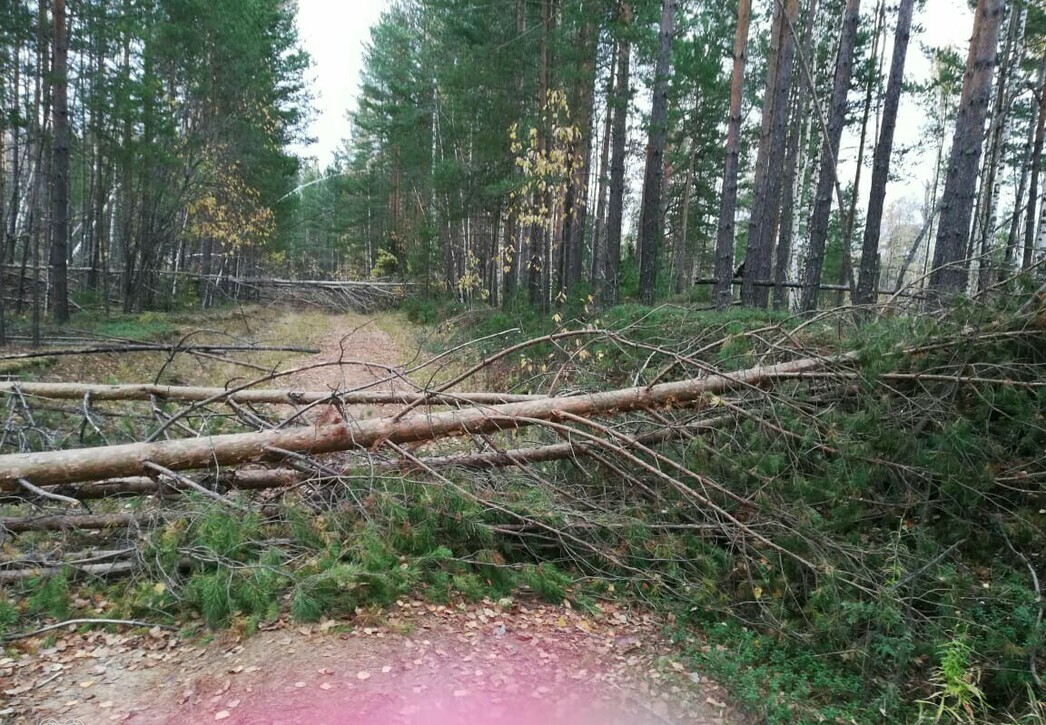 Изображение Север Омской области. Осень