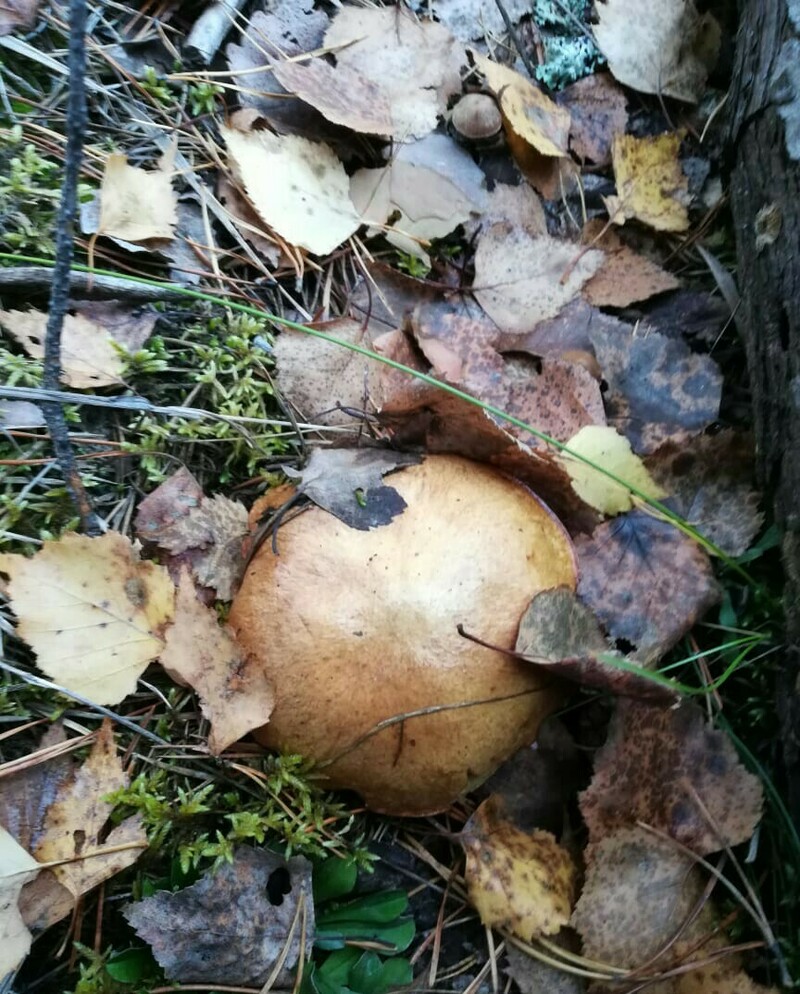 Изображение Север Омской области. Осень