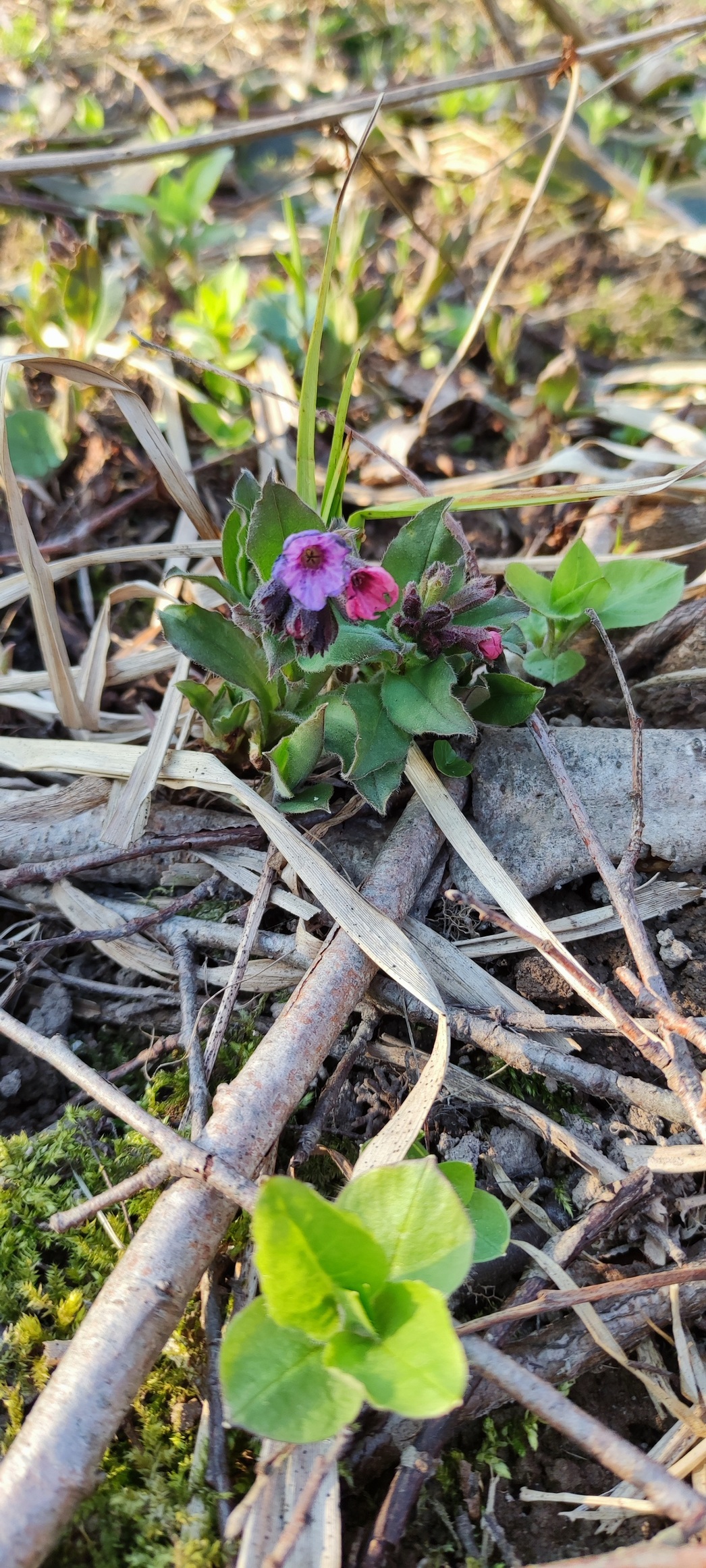 Изображение Весенняя охота одна из самых захватывающих. Всё природа просыпается от зимней спячки. Всё вокруг оживает