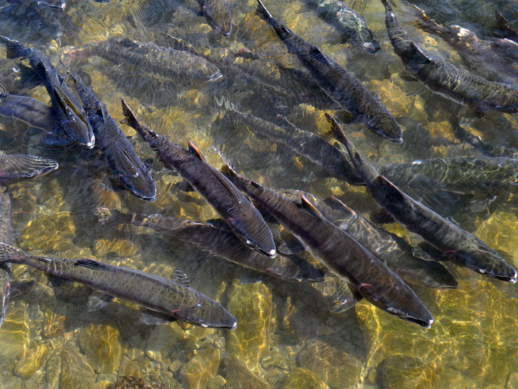 Изображение Три хвоста лососевых: Колыма озвучила норматив вылова в день