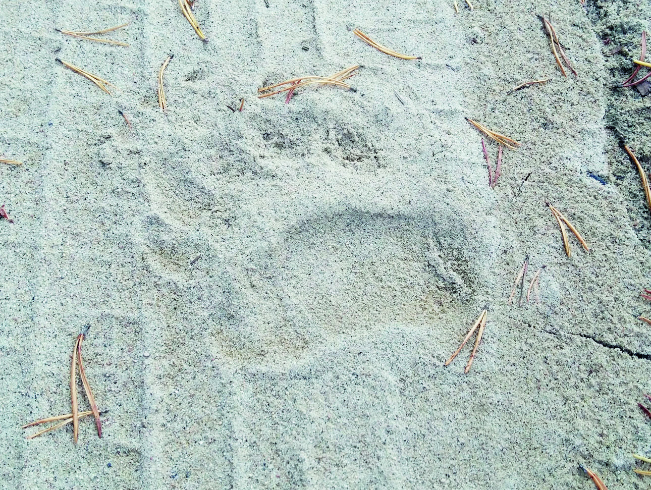 Изображение След бурого медведя. В настоящее время численность медведей на Кольском полуострове увеличилась. Фото автора.