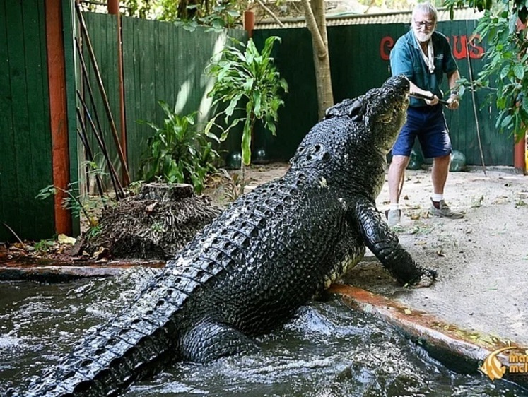Изображение Самому большому и старому крокодилу в мире исполнилось 120 лет