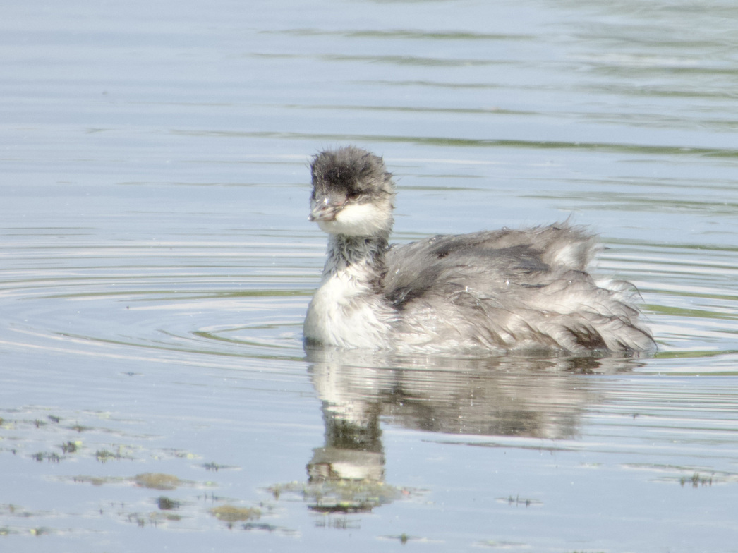 Изображение Птенец черношейной поганки