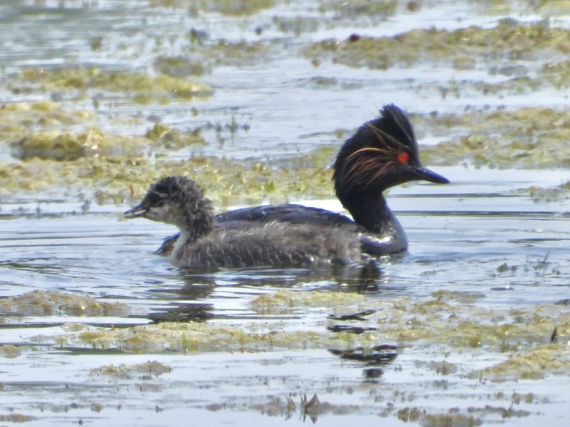 Изображение Птенец черношейной поганки