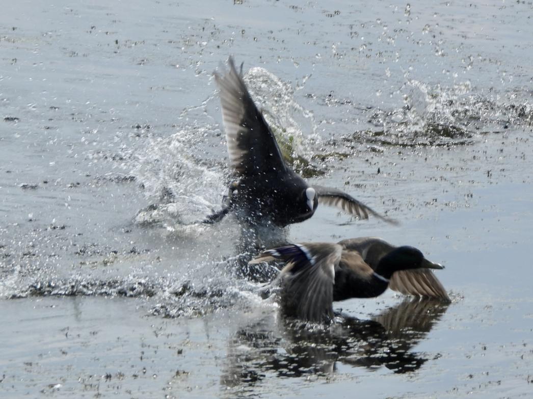 Изображение Лысуха прогоняет селезня кряквы