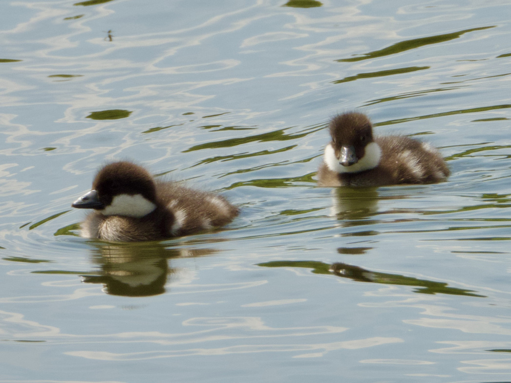 Изображение Утята гоголя