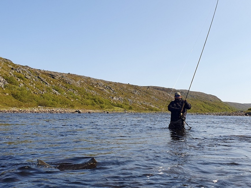 Изображение Вываживание семги – это процесс, который требует от рыбака мастерства и полной самоотдачи. Фото: Шеляга Геннадия. 
