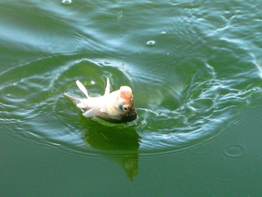 Изображение Фото: Токарева Александра. 