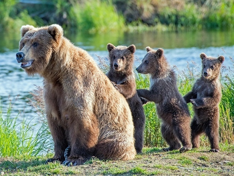 Изображение Жители Ярославля и области составляют карту появления медведей