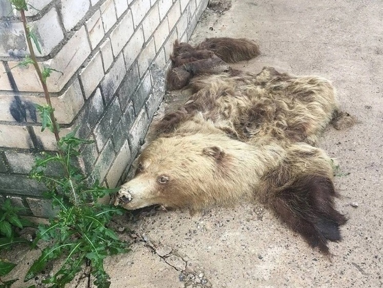 В Великих Луках между гаражами найдена шкура медведя с головой
