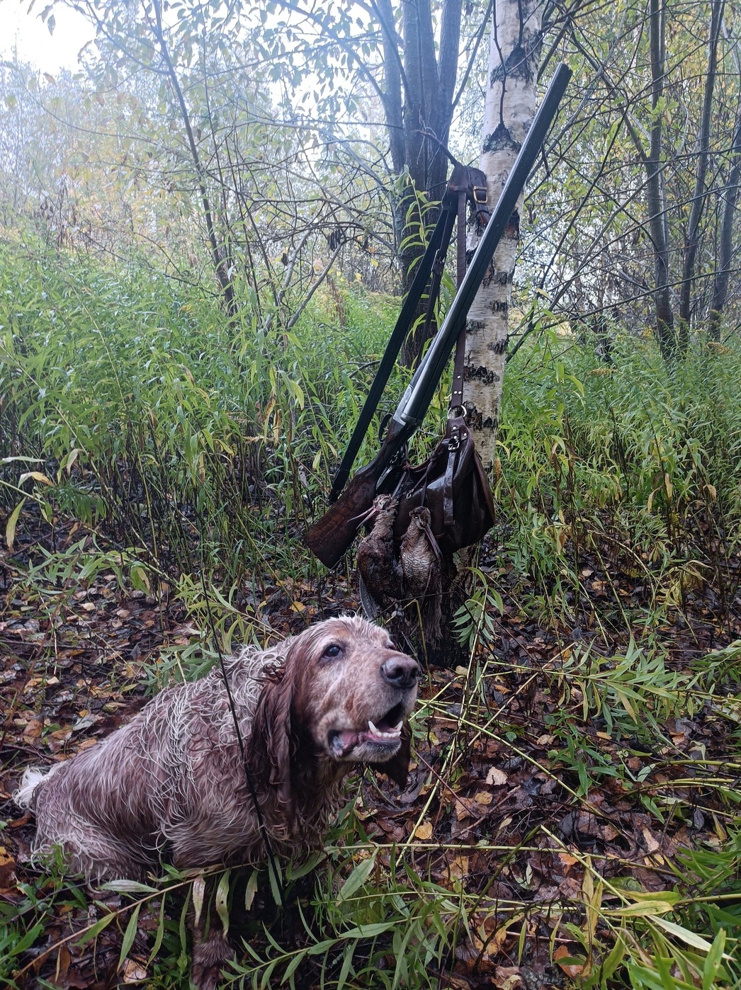 Изображение Подмосковье. Охота на вальдшнепа