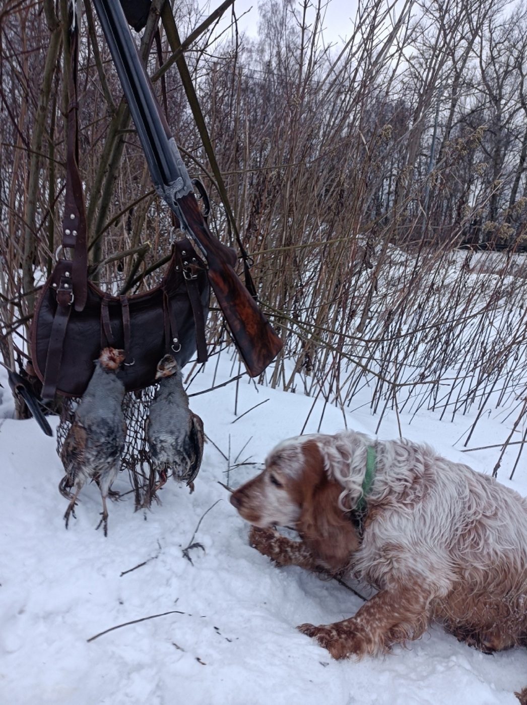 Изображение Подмосковье. Охота на куропаток
