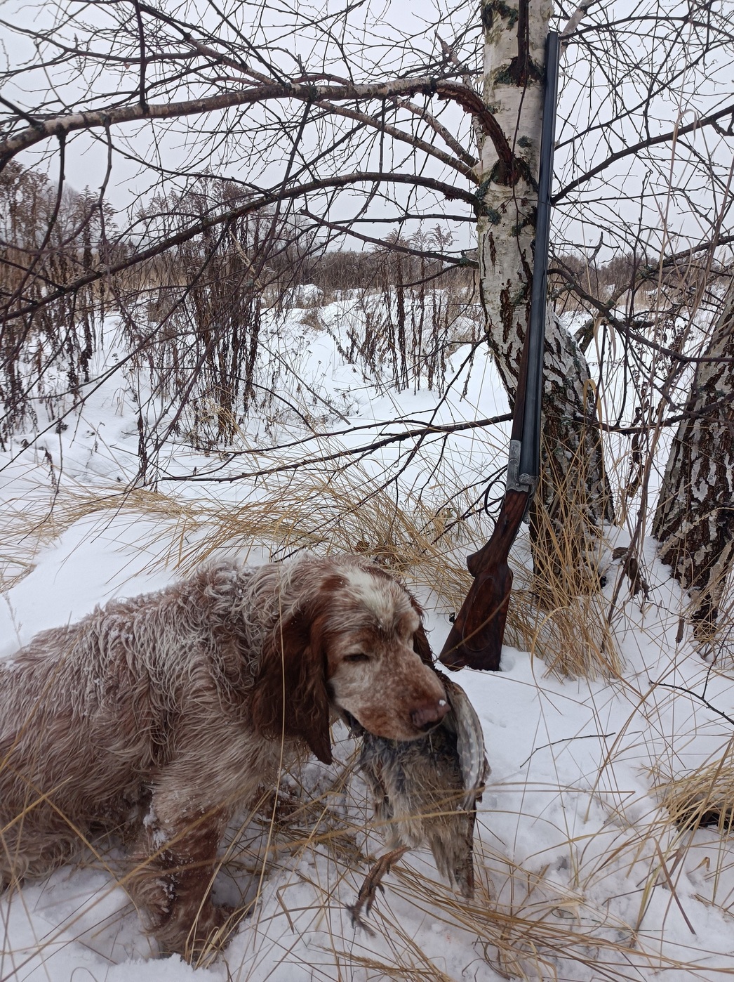 Изображение Подмосковье. Охота на куропаток