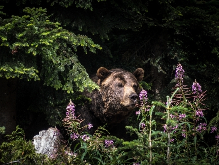 Изображение Русская сказка: три медведя вышли на трассу велопробега на Сахалине