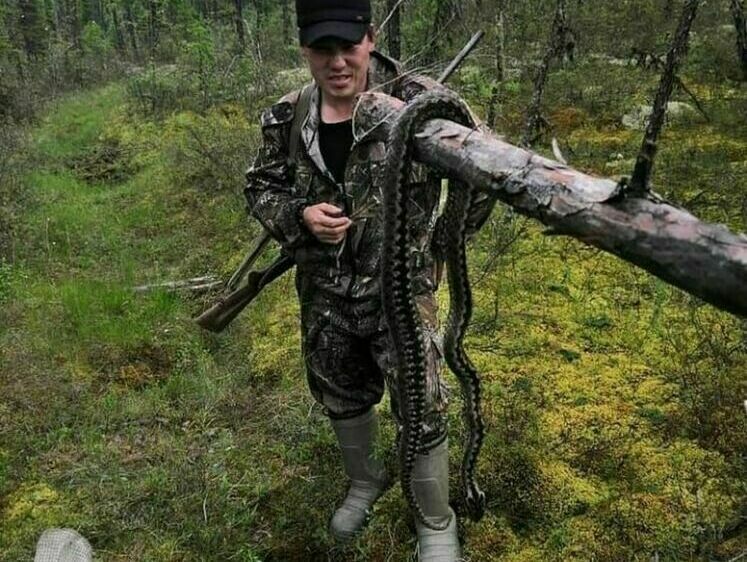 В лесах Якутии найдена гигантская гадюка длиной в несколько метров