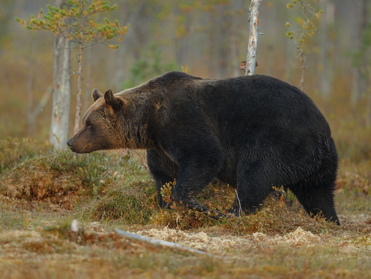 Изображение Как быстро может бегать медведь? Сравним восемь видов косолапых