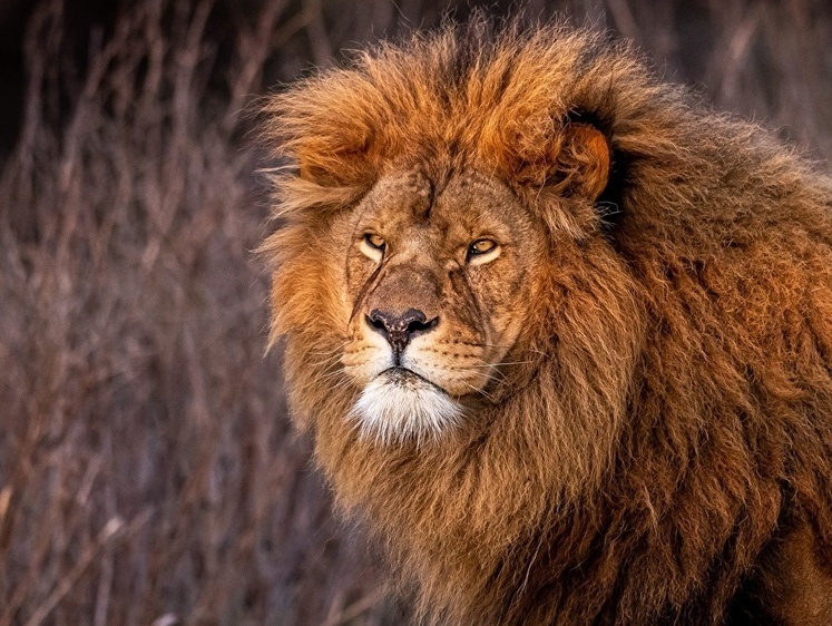 Изображение Злой царь: в Африке лев после выстрела бросился на охотников (видео)