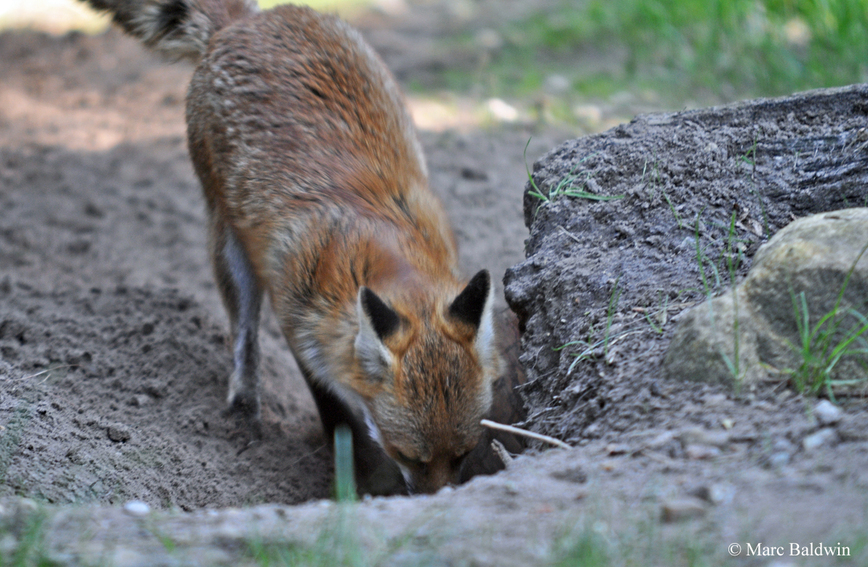 Изображение Фото: Wildlifeonline.me.uk 