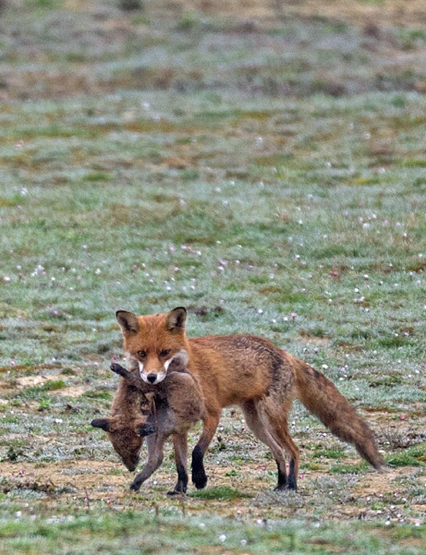 Изображение Фото: Wildlifeonline.me.uk 