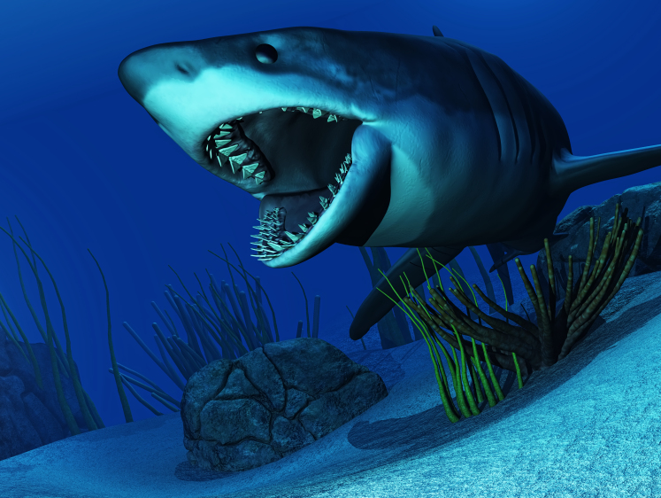 Изображение Акула у берега: рыбаки Сахалина могли потрогать ее за плавник (видео)