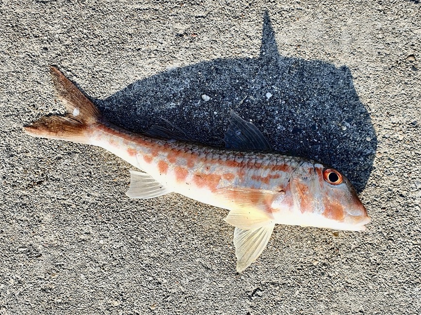 Изображение Барабуля – один из самых желанных трофеев среди местных рыбаков. Фото: Шеляга Геннадия.