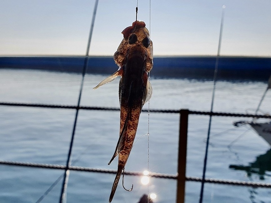 Изображение Когда попадается бычок при плохом клеве – и это тоже рыба! Фото: Шеляга Геннадия.