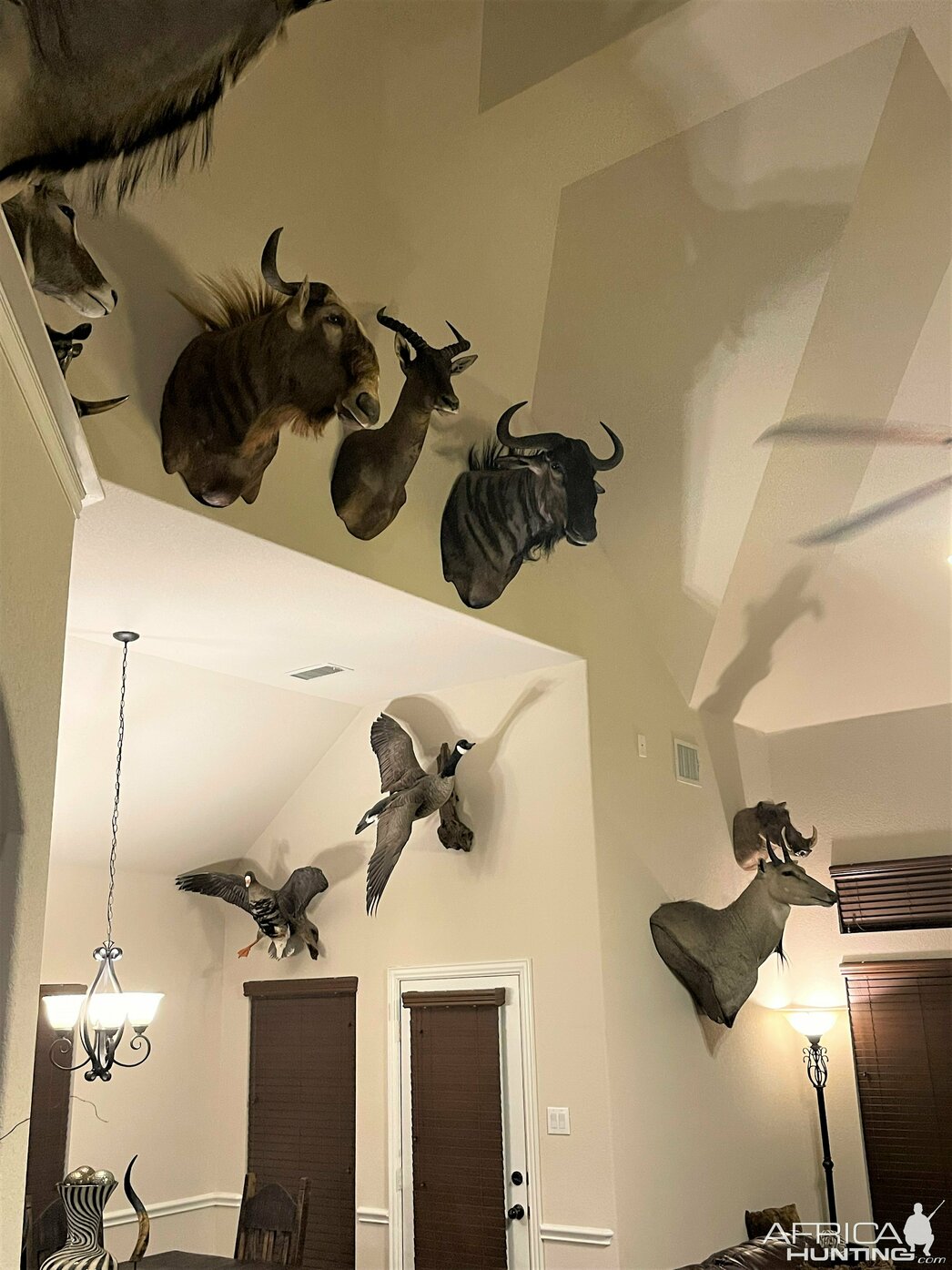 Изображение Фото: AfricaHunting.com