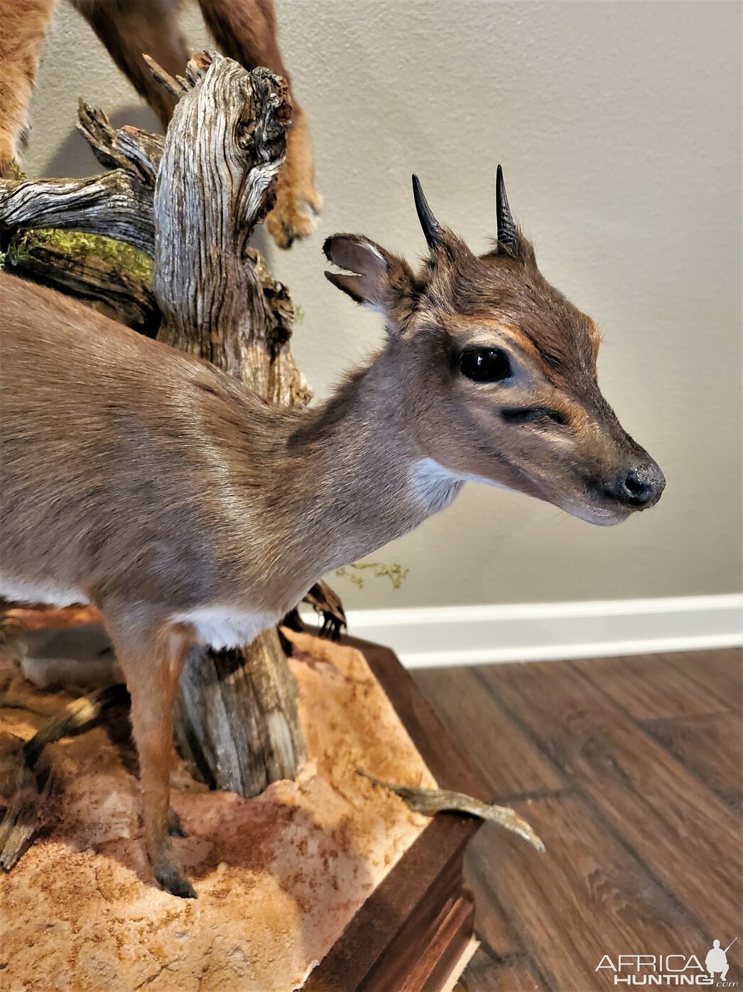 Изображение Фото: AfricaHunting.com