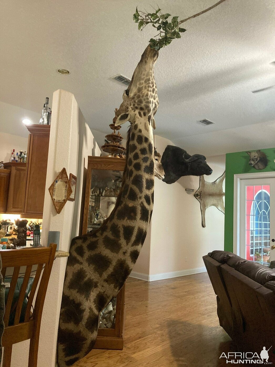 Изображение Фото: AfricaHunting.com