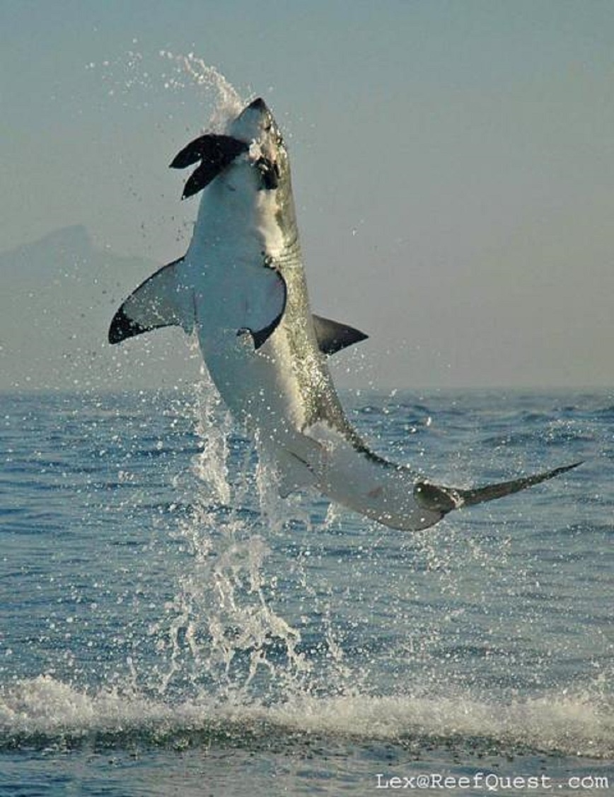 Изображение Фото: wildlifeonline.me.uk