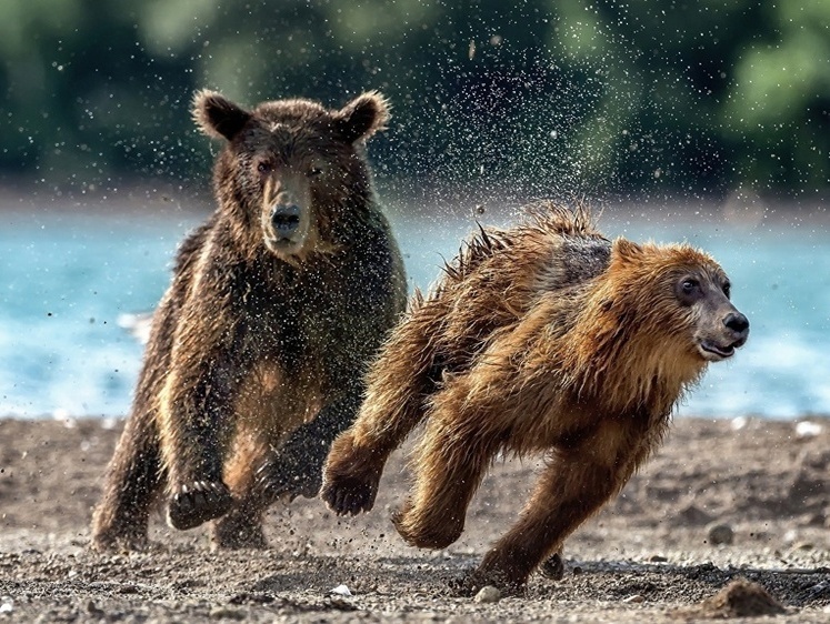 Изображение В Калужской области тракторист стал судьей медвежьей драки в лесу