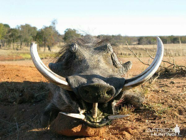 Изображение Фото: africahunting.com