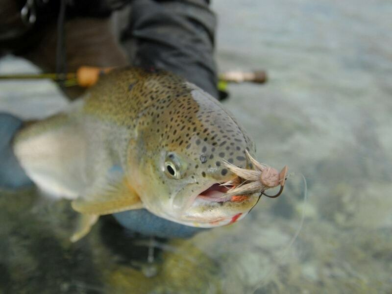 Изображение Фото: argentinabighunting.com