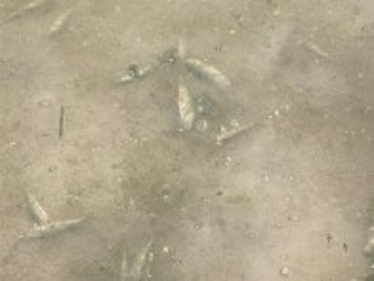 Изображение Водоросли стали причиной замора рыбы в реке Вёкса