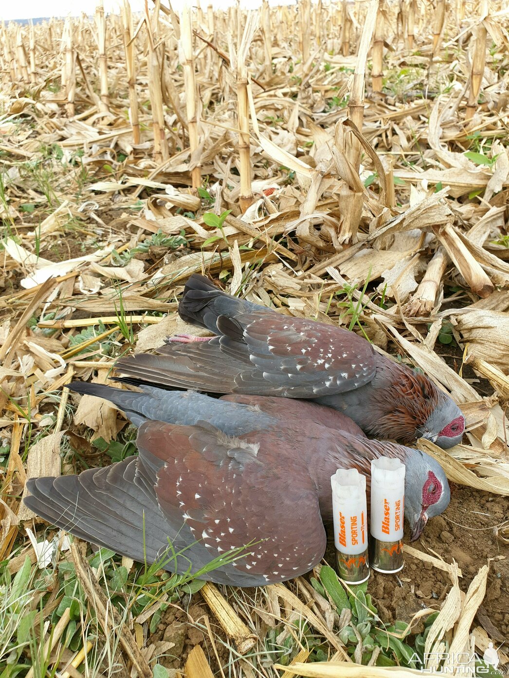 Изображение Фото: africahunting.com